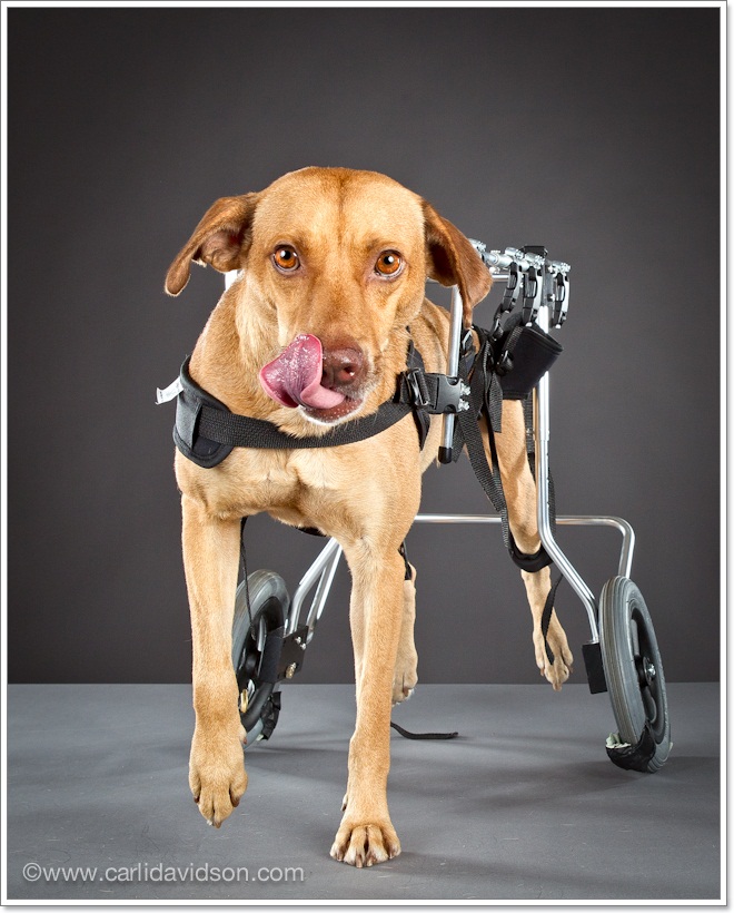 Dogilike.com :: Ҿ ͧҵԴ!