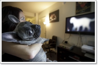 Dogilike.com :: Ѱش Dog TV ͧѺعѢ 