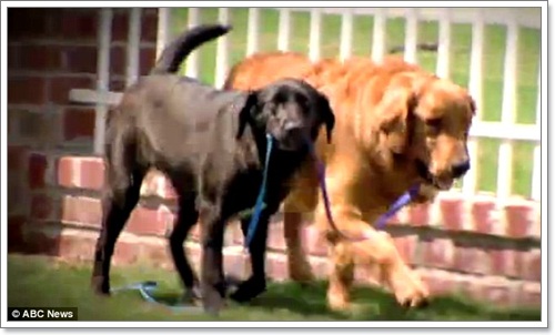 Dogilike.com :: เพื่อนช่วยเพื่อน มะหมานำทางเพื่อนตาบอด