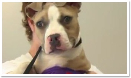 Dogilike.com :: ˭ԧ! ¹١ҾԷŨҡ§