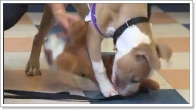 Dogilike.com :: ˭ԧ! ¹١ҾԷŨҡ§
