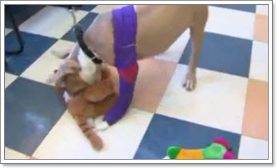 Dogilike.com :: ˭ԧ! ¹١ҾԷŨҡ§