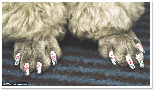 Dogilike.com :: ù! 鹷عѢѡѡ