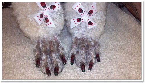 Dogilike.com :: ù! 鹷عѢѡѡ