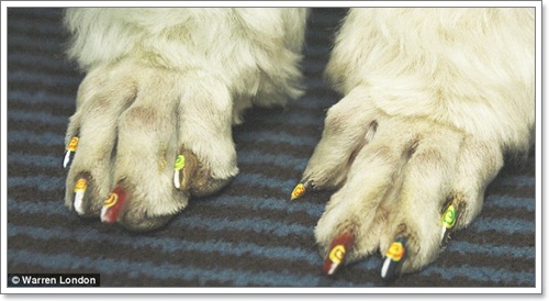 Dogilike.com :: ù! 鹷عѢѡѡ