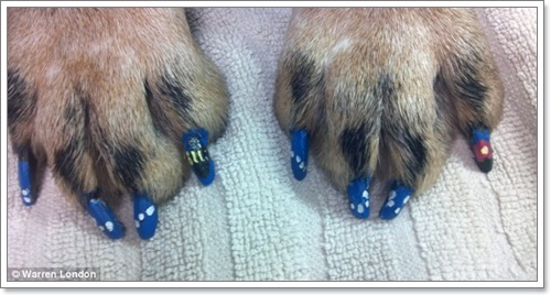 Dogilike.com :: ù! 鹷عѢѡѡ