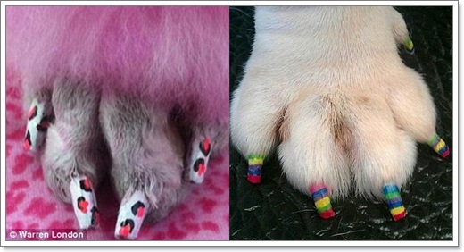 Dogilike.com :: ù! 鹷عѢѡѡ