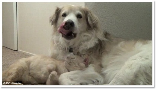 Dogilike.com :: Դ! ѵ١ѹ