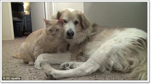 Dogilike.com :: Դ! ѵ١ѹ