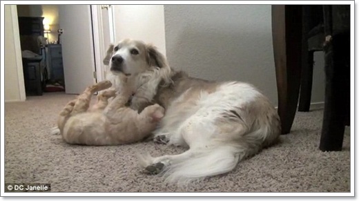 Dogilike.com :: Դ! ѵ١ѹ