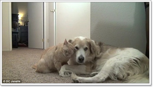 Dogilike.com :: Դ! ѵ١ѹ