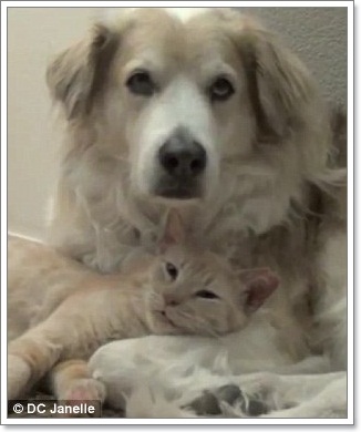 Dogilike.com :: Դ! ѵ١ѹ