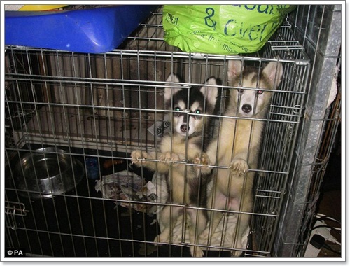 Dogilike.com :: รับโทษแล้ว! สองสามีภรรยาละเลยสัตว์เลี้ยง
