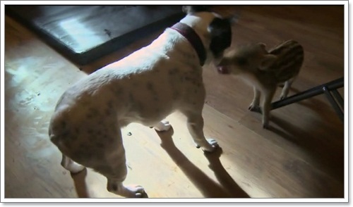 Dogilike.com :: ٺ㨴Ѻ§١ٻҶ١