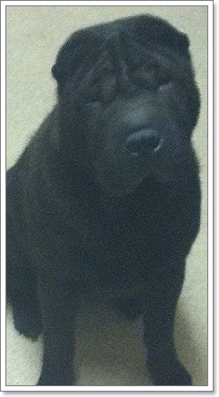 Dogilike.com :: ʺءҹعѢͧ!