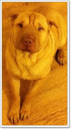 Dogilike.com :: ʺءҹعѢͧ!