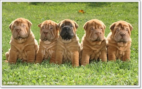 Dogilike.com :: ʺءҹعѢͧ!