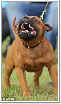 Dogilike.com :: Ŵ! ǨԧعѢѺ ˵ؤ觡Ѵ 12 