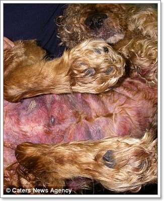Dogilike.com :: ! 觷ӾͺعѢ