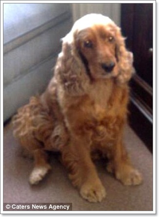 Dogilike.com :: ! 觷ӾͺعѢ
