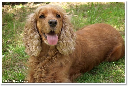 Dogilike.com :: ! 觷ӾͺعѢ
