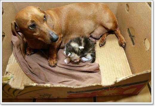 Dogilike.com :: ѡ! Ѫع§١ǡӾ