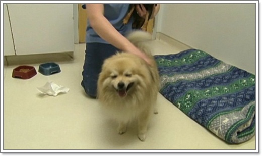 Dogilike.com :: 絫 ͹ҹ¹ͧҨҡ˵