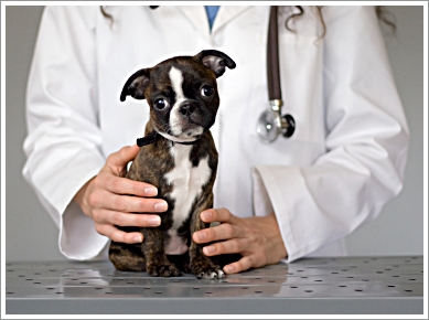 Dogilike.com :: โรคทางพันธุกรรม อันตรายที่แฝงกายในลูกหมา