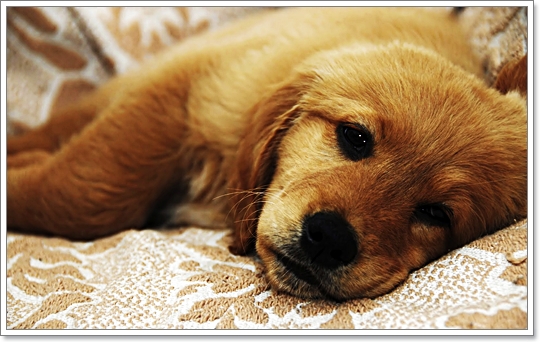 ลำไส้อักเสบติดต่อ โรคร้ายใกล้ตัวสุนัข | Dogilike.com