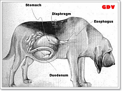 Dogilike.com :: 5 อันดับโรคร้าย ที่ทำให้น้องหมาตายแบบเฉียบพลัน