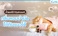 น้ำดอกไม้ (Hydrosol) กลิ่นหอมบำบัดใช้กับแมวได้! 