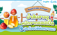 Apple Cider Vinegar 9 »ÃÐâÂª¹ì´ÕµèÍËÁÒáÁÇ
