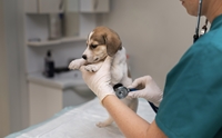 สหรัฐฯพบโรคลึกลับในสุนัข! ป่วยตายนับ 200 ตัว ยังหาสาเหตุไม่ได้