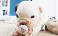 ภาพน่ารักๆ ของเหล่าน้องหมากับจุกนมอันโปรด