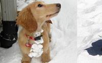 16 ภาพความน่ารัก เมื่อน้องหมาไส้กรอกตะลุยหิมะ