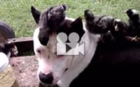 สลัดคราบความโหด! คลิปพิทบูลฯใจดีเป็นพี่เลี้ยงดูแลฝูงลูกไก่งวง