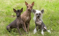 3 สายพันธุ์น้องหมาไร้ขน! ที่ใครหลายคนต่างตกหลุมรัก
