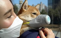 Warning! 7 วิธีป้องกันฝุ่น PM 2.5 ที่เจ้าของน้องหมาต้องรู้