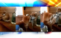 คลิปไวรัลน่ารัก ชิบะตัวน้อยทะเลาะกับตัวเองในกระจก!