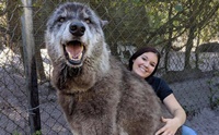 Wolfdog ¤èÒµÑÇà»ç¹áÊ¹¡çÂÑ§¶Ù¡·Ôé§!!