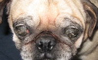 สุนัขมีขี้ตา หรี่ตา ตาแดง..ภาวะตาแห้งอันตรายอย่างไร