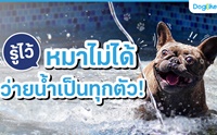 รู้ไว้! หมาไม่ได้ว่ายน้ำเป็นทุกตัว
