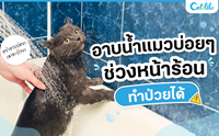 อาบน้ำแมวบ่อย ๆ ช่วงหน้าร้อนทำป่วยได้!