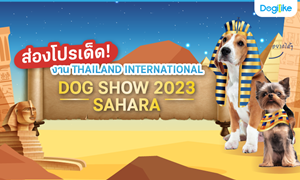 Dogilike ¾ÒÊèÍ§â»Ãà´ç´ THAILAND INTERNATIONAL DOG SHOW 2023