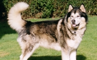 ʡѹ Ƿ - Alaskan Malamute