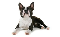 ʵѹ  - Boston Terrier