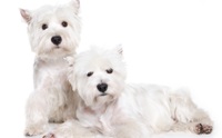 ʵ  - Westie Terrier