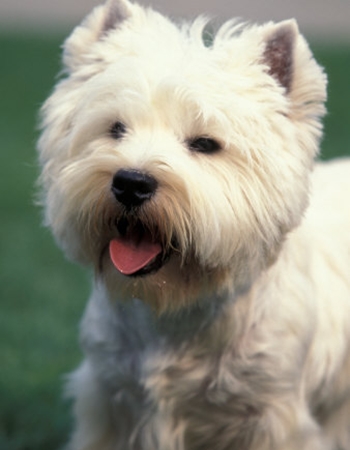 เวสตี้ เทอร์เรียร์ - Westie Terrier