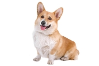 ä   - Pembroke Welsh Corgi