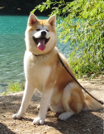 ҤԵ Թ - Japanese Akita Inu